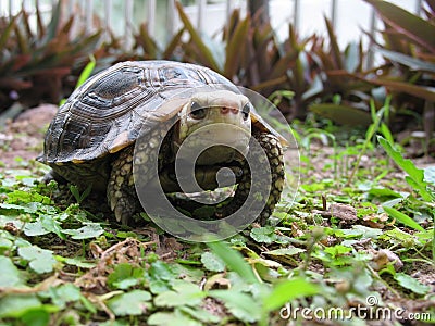 Turtle Eiongate Tortoiseï¼ˆIndotestudo elongataï¼‰ Stock Photo